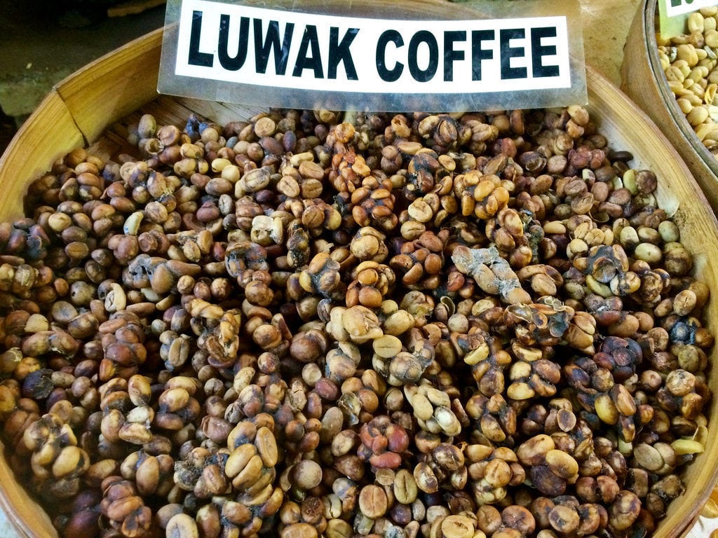 kopi luwak