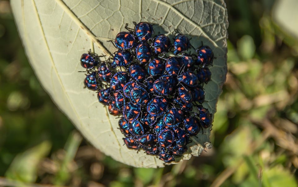 australia, visiting australia, bugs