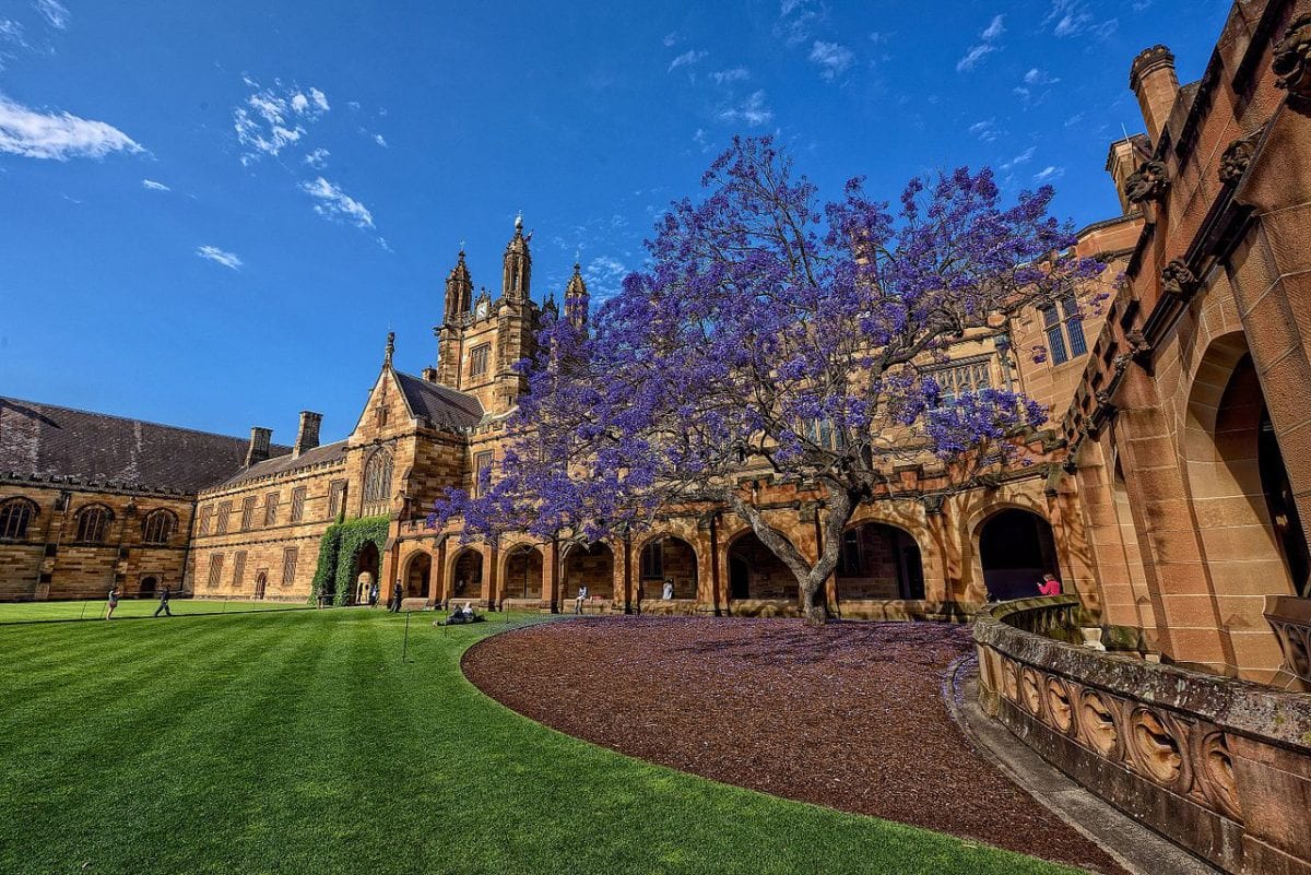 Sydney University, jacaranda