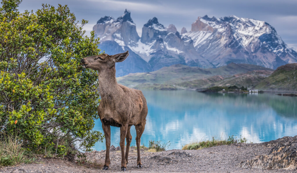 Torres del Paine